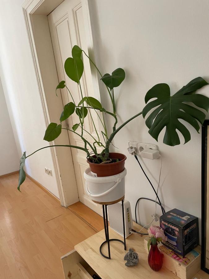 City Apartment And Rooms Vienna Luaran gambar